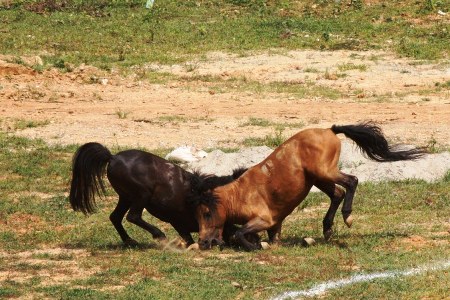 Chọi ngựa nảy lửa ở H&agrave; Giang